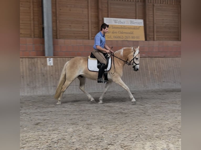 Haflinger Wallach 3 Jahre 148 cm Fuchs in Engelsbrand