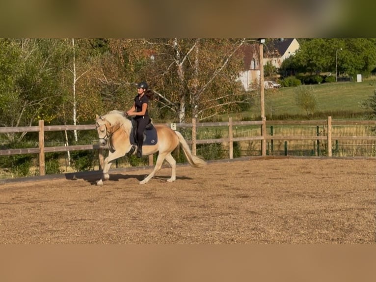 Haflinger Wallach 3 Jahre 148 cm Fuchs in Engelsbrand