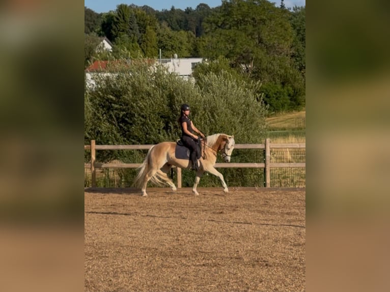 Haflinger Wallach 3 Jahre 148 cm Fuchs in Engelsbrand