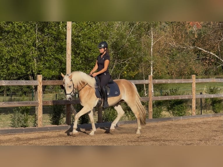Haflinger Wallach 3 Jahre 148 cm Fuchs in Engelsbrand