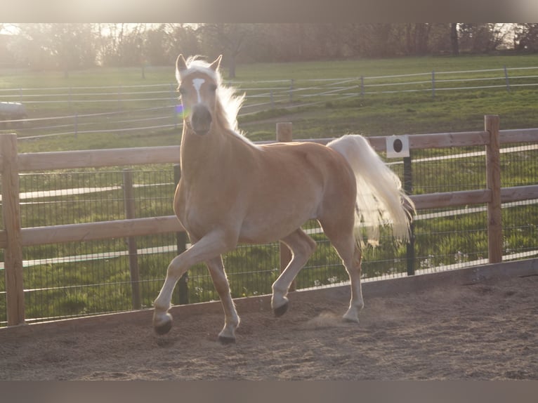 Haflinger Wallach 3 Jahre 148 cm Fuchs in Engelsbrand