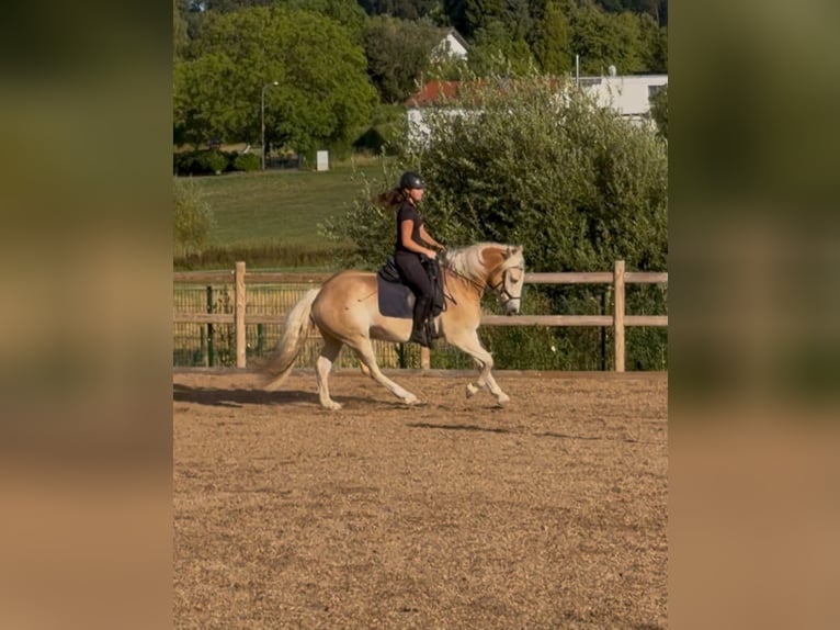 Haflinger Wallach 3 Jahre 148 cm Fuchs in Engelsbrand