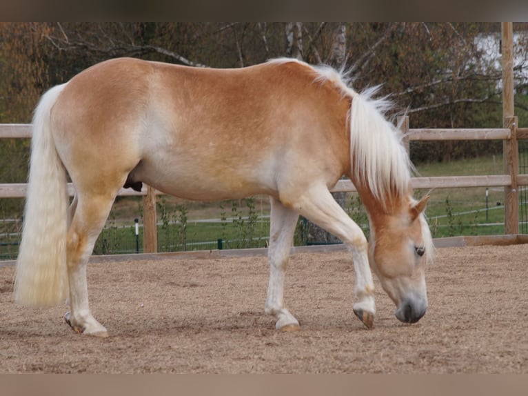 Haflinger Wallach 3 Jahre 148 cm Fuchs in Engelsbrand