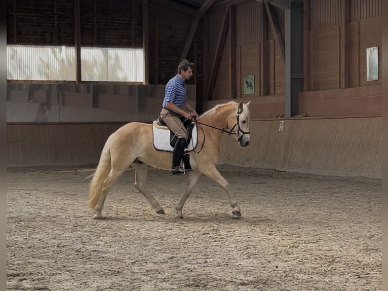 Haflinger Wallach 3 Jahre 148 cm Fuchs in Engelsbrand