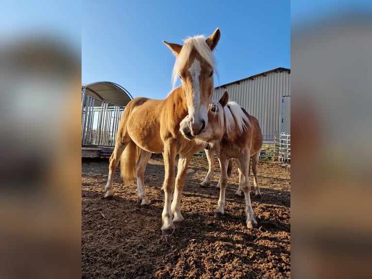 Haflinger Wallach 3 Jahre 148 cm Fuchs in Mammendorf