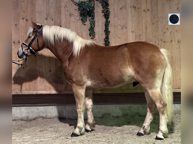 Haflinger Wallach 3 Jahre 148 cm Fuchs in Riedlingen
