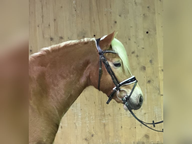 Haflinger Wallach 3 Jahre 148 cm Fuchs in Riedlingen