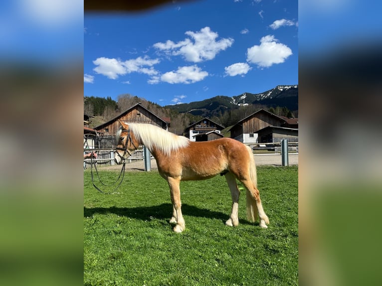 Haflinger Wallach 3 Jahre 148 cm Fuchs in Fischen