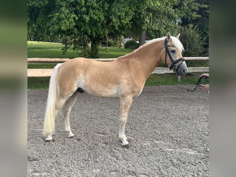 Haflinger Wallach 3 Jahre 148 cm Fuchs in Fischbachau