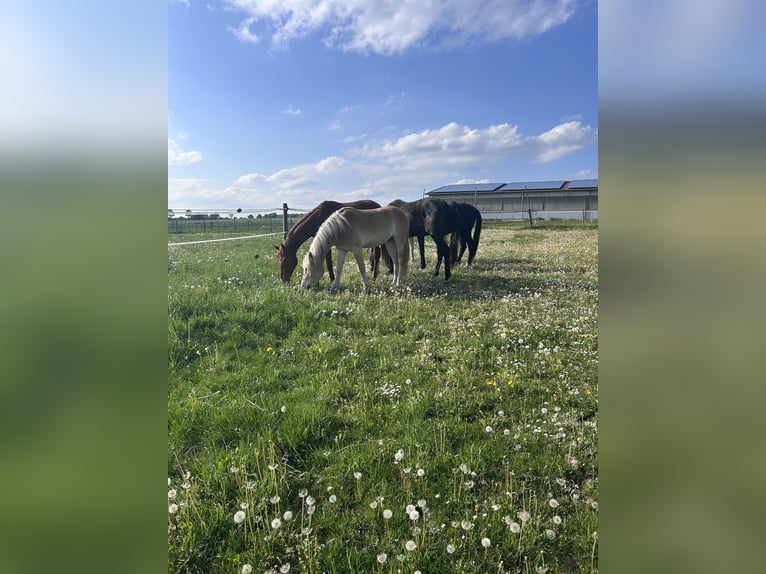 Haflinger Wallach 3 Jahre 148 cm Fuchs in Neresheim