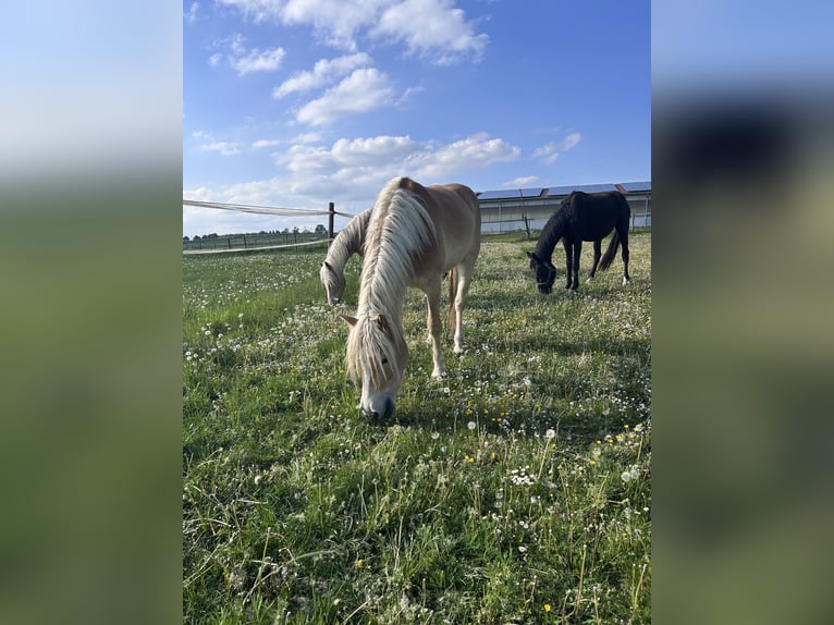 Haflinger Wallach 3 Jahre 148 cm Fuchs in Neresheim
