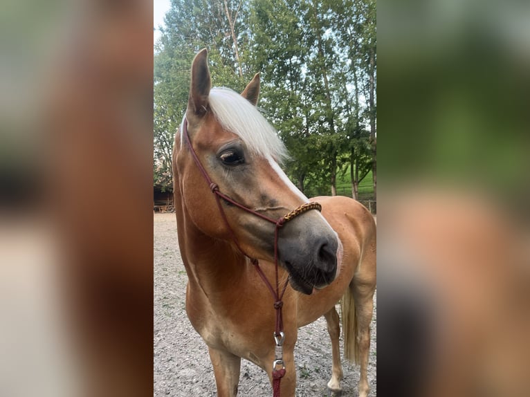 Haflinger Wallach 3 Jahre 148 cm Fuchs in St.Josef