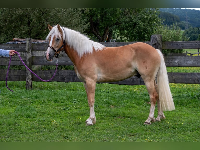 Haflinger Wallach 3 Jahre 148 cm Fuchs in St.Josef