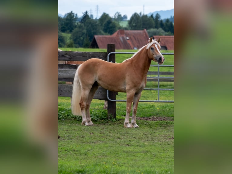 Haflinger Wallach 3 Jahre 148 cm Fuchs in St.Josef