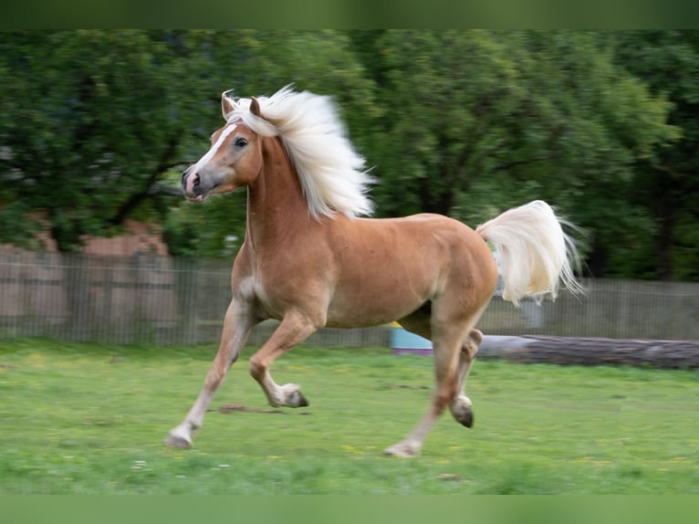Haflinger Wallach 3 Jahre 148 cm Fuchs in St.Josef