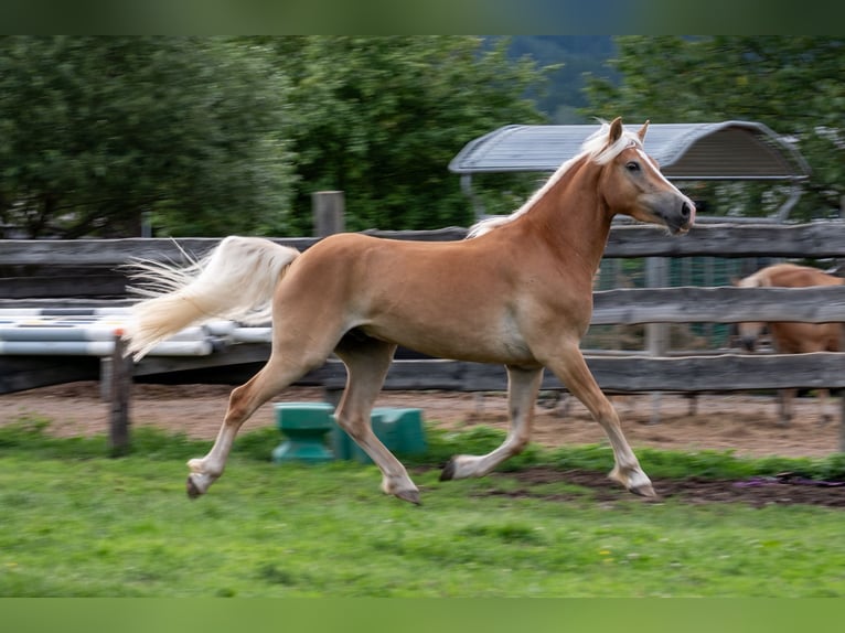 Haflinger Wallach 3 Jahre 148 cm Fuchs in St.Josef