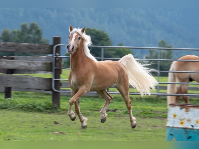 Haflinger Wallach 3 Jahre 148 cm Fuchs in St.Josef