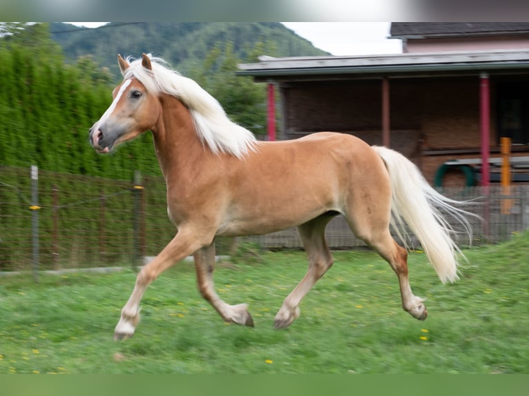 Haflinger Wallach 3 Jahre 148 cm Fuchs in St.Josef