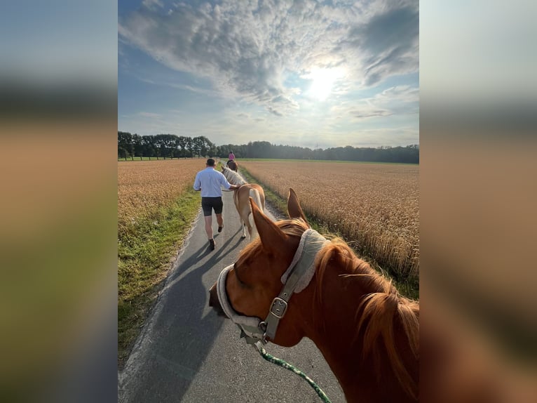 Haflinger Mix Wallach 3 Jahre 148 cm Fuchs in Wallenhorst