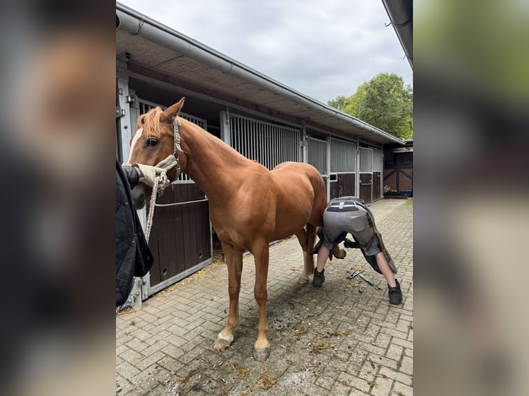 Haflinger Mix Wallach 3 Jahre 148 cm Fuchs in Wallenhorst