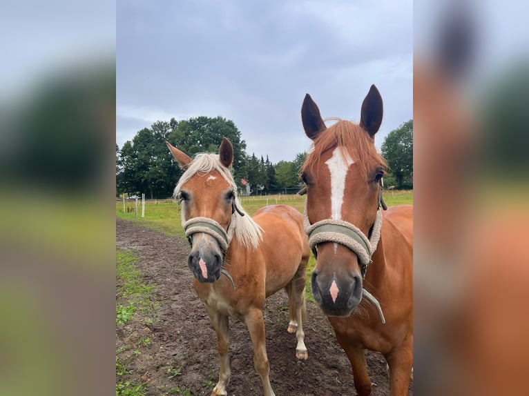 Haflinger Mix Wallach 3 Jahre 148 cm Fuchs in Wallenhorst
