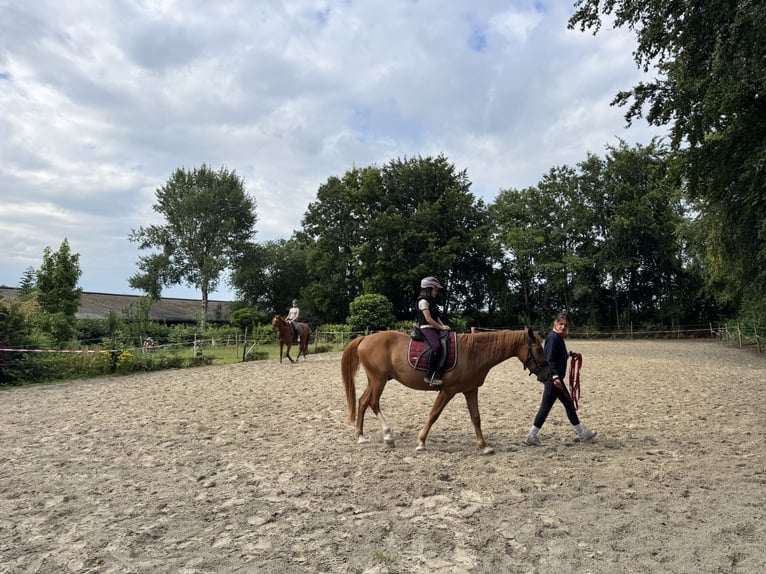 Haflinger Mix Wallach 3 Jahre 148 cm Fuchs in Wallenhorst