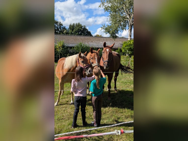 Haflinger Mix Wallach 3 Jahre 148 cm Fuchs in Wallenhorst