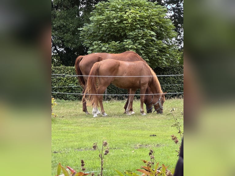 Haflinger Mix Wallach 3 Jahre 148 cm Fuchs in Wallenhorst