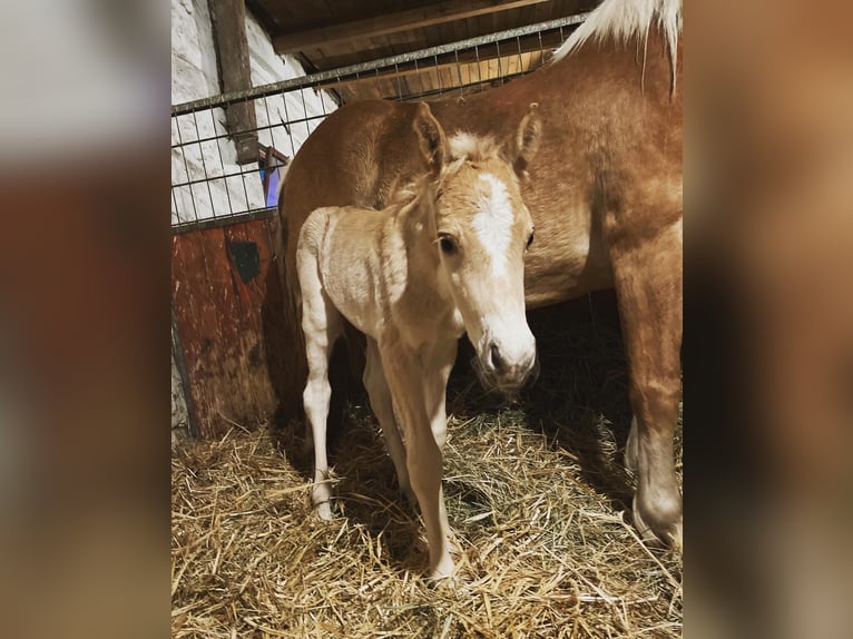 Haflinger Wallach 3 Jahre 149 cm in Trebbin