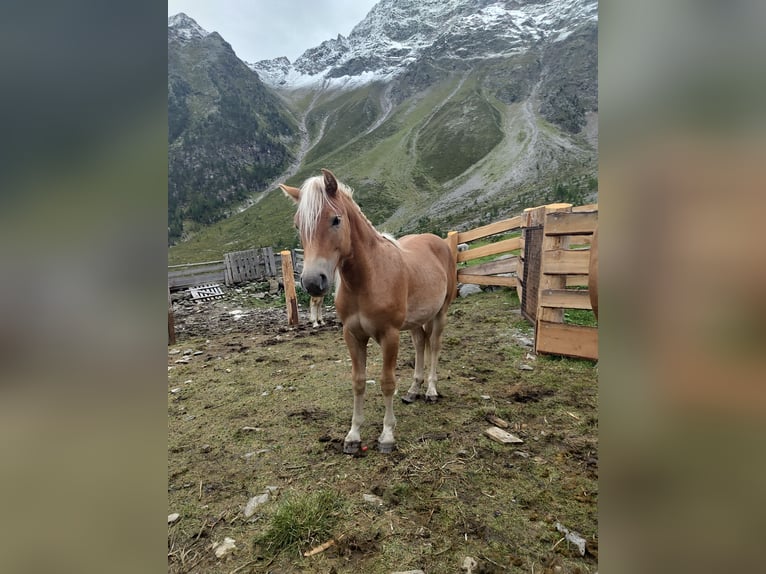 Haflinger Wallach 3 Jahre 149 cm in Nauders