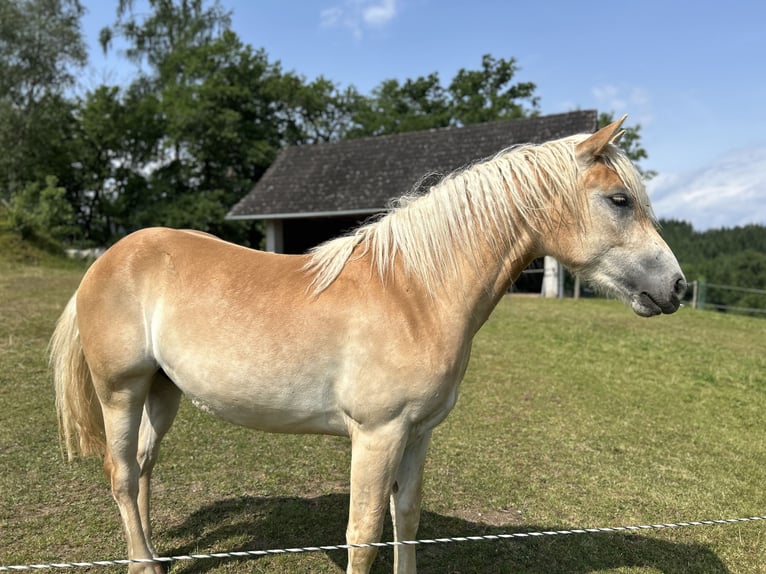 Haflinger Wallach 3 Jahre 149 cm Fuchs in St.veit an der Glan