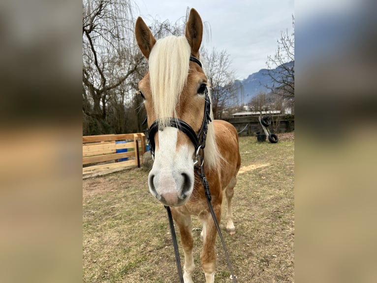 Haflinger Wallach 3 Jahre 150 cm  in Platzers
