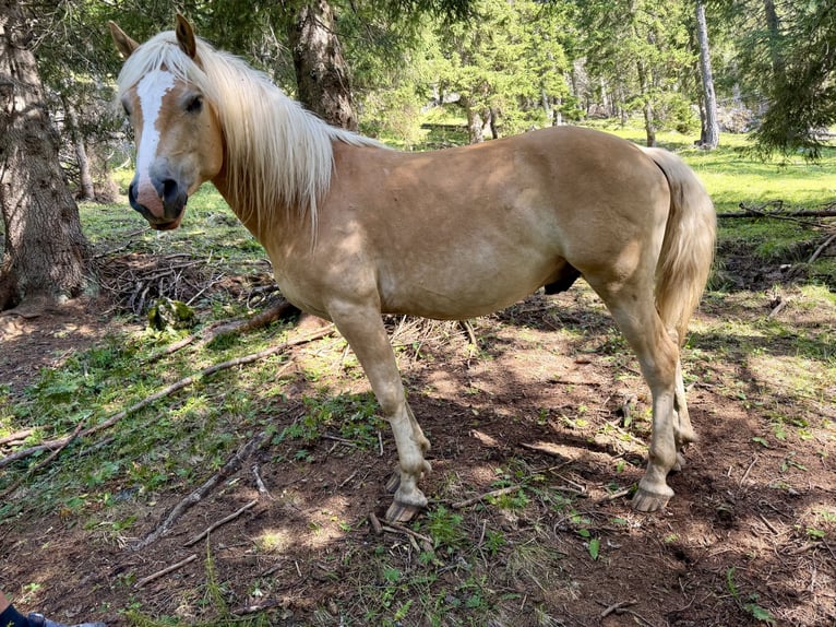 Haflinger Wallach 3 Jahre 150 cm  in Platzers