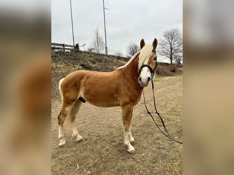 Haflinger Wallach 3 Jahre 150 cm  in Platzers