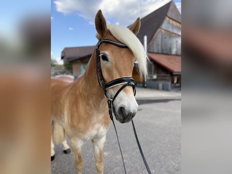 Haflinger Wallach 3 Jahre 150 cm in LindSpielberg
