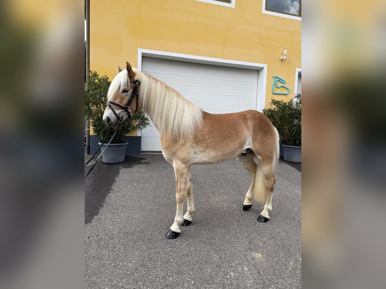 Haflinger Wallach 3 Jahre 150 cm in LindSpielberg
