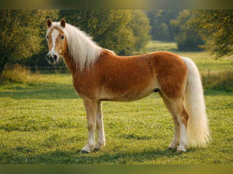 Haflinger Wallach 3 Jahre 150 cm  in Schwarzach bei Nabburg