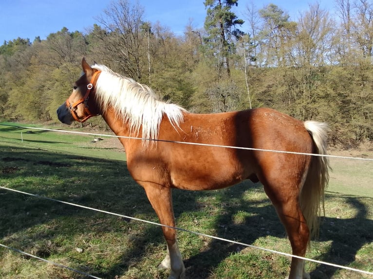 Haflinger Wallach 3 Jahre 150 cm  in Schwarzach bei Nabburg