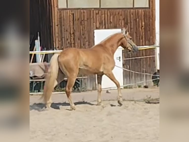 Haflinger Wallach 3 Jahre 150 cm  in Schwarzach bei Nabburg