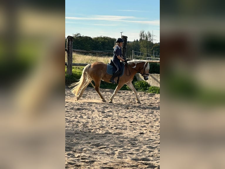 Haflinger Wallach 3 Jahre 150 cm Fuchs in Remscheid