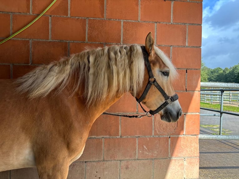 Haflinger Wallach 3 Jahre 150 cm Fuchs in Remscheid