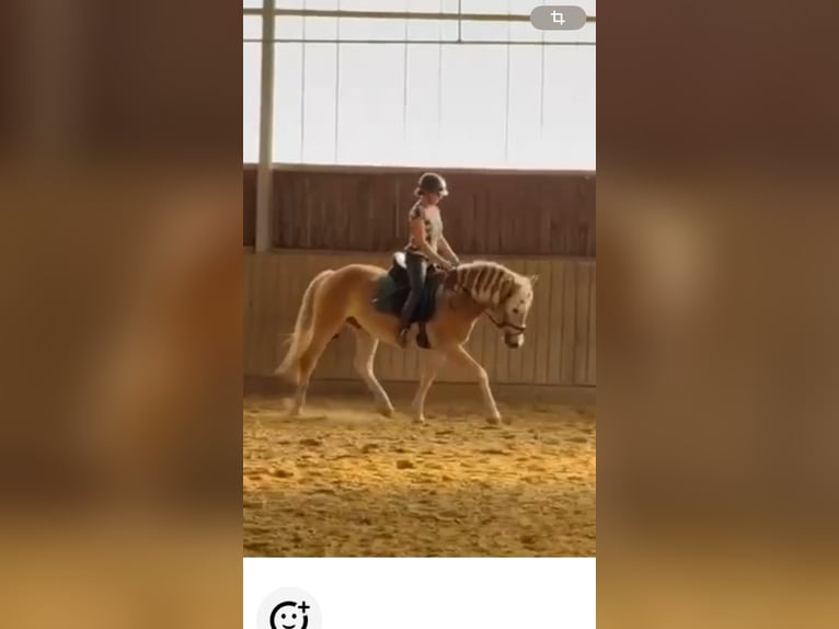 Haflinger Wallach 3 Jahre 150 cm Fuchs in Remscheid