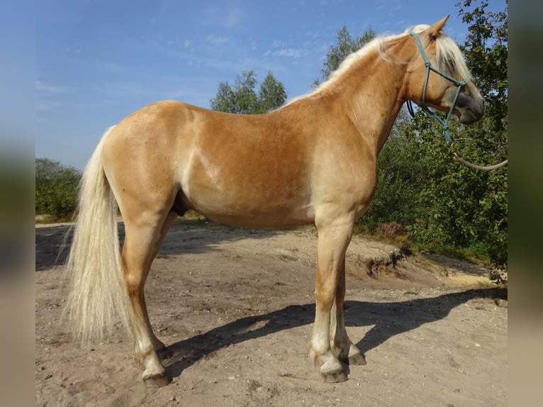 Haflinger Wallach 3 Jahre 150 cm Fuchs in Well L