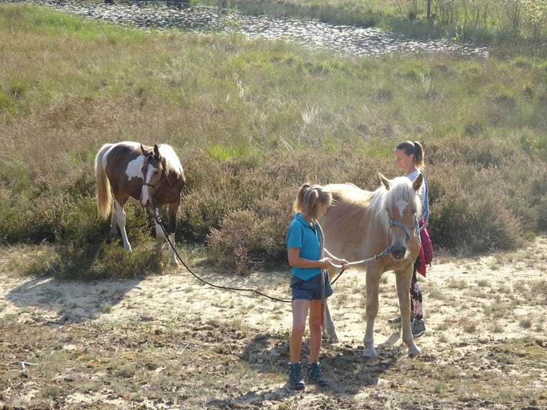 Haflinger Wallach 3 Jahre 150 cm Fuchs in Well L