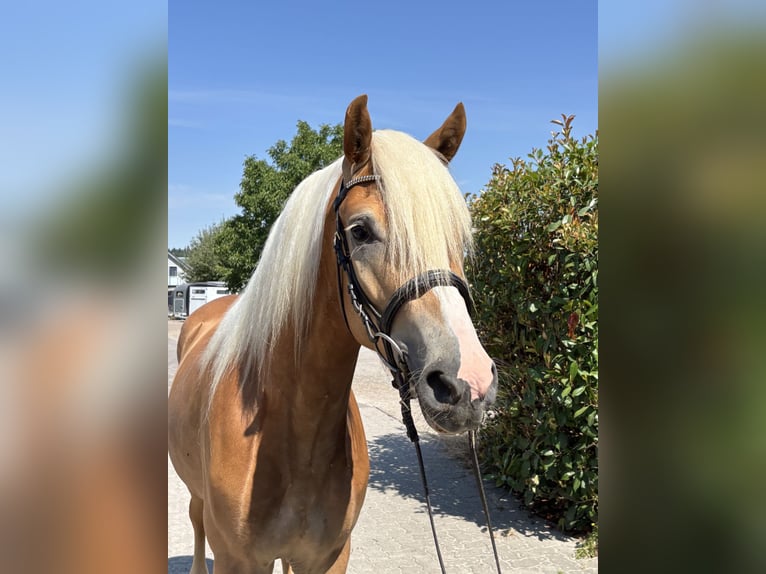Haflinger Wallach 3 Jahre 150 cm Fuchs in Karlsbad