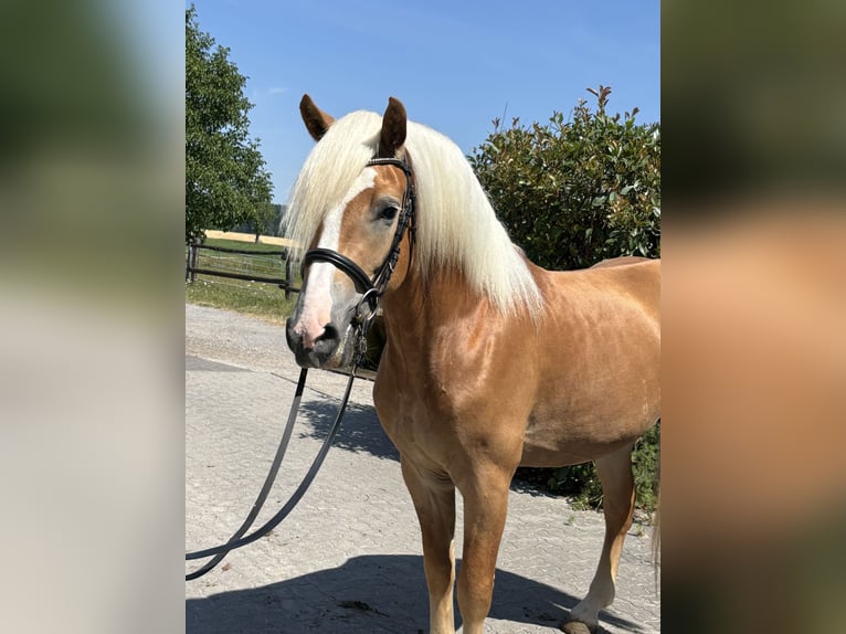 Haflinger Wallach 3 Jahre 150 cm Fuchs in Karlsbad