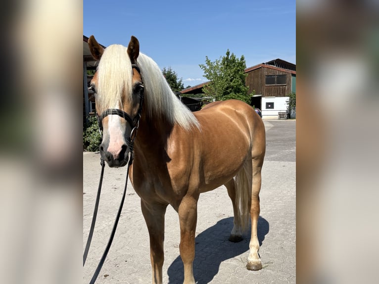 Haflinger Wallach 3 Jahre 150 cm Fuchs in Karlsbad