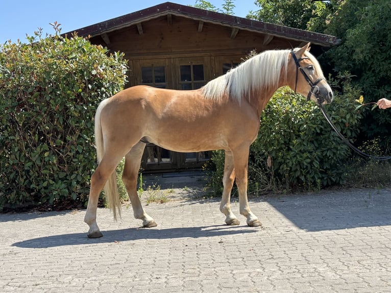 Haflinger Wallach 3 Jahre 150 cm Fuchs in Karlsbad