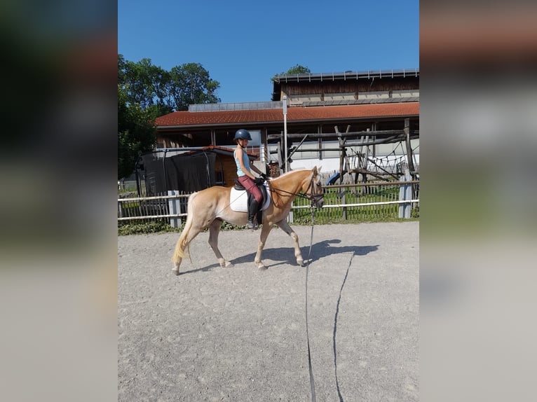 Haflinger Wallach 3 Jahre 150 cm Fuchs in Fischen