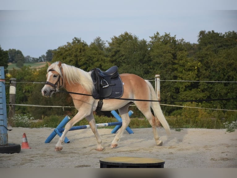Haflinger Wallach 3 Jahre 150 cm Fuchs in Ried im Innkreis